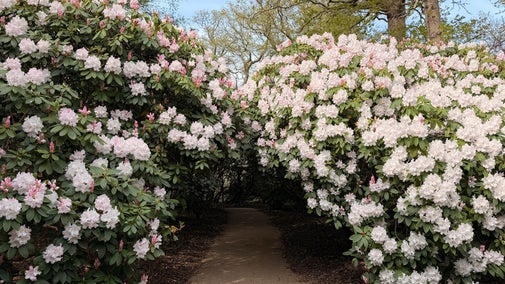 An arch of white Rhododendrons at Sheffield Park and Garden